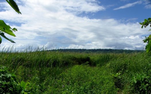 Farmland near Cabarete