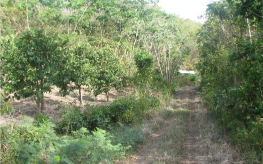 Syracruse St.Davids Agricultural Land